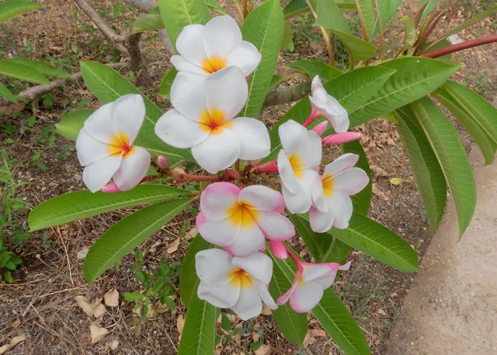 Incanto Golden Place