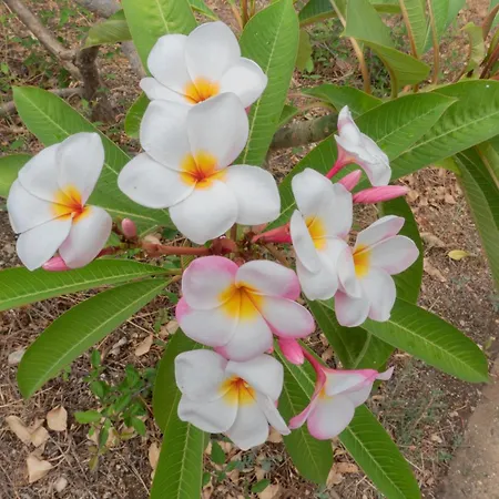 Incanto Golden Place